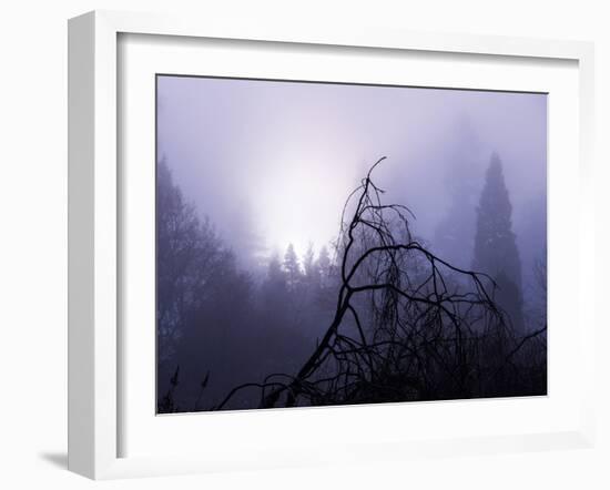 Foggy Day with Trees-Sharon Wish-Framed Photographic Print