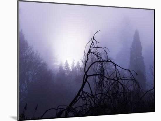 Foggy Day with Trees-Sharon Wish-Mounted Photographic Print