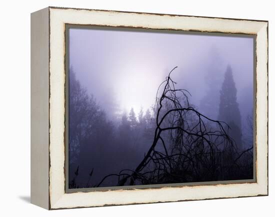 Foggy Day with Trees-Sharon Wish-Framed Premier Image Canvas