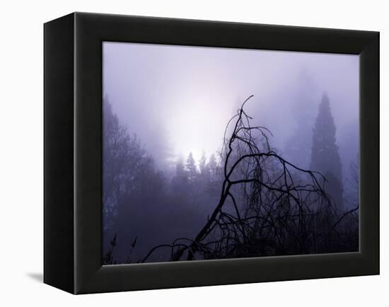 Foggy Day with Trees-Sharon Wish-Framed Premier Image Canvas