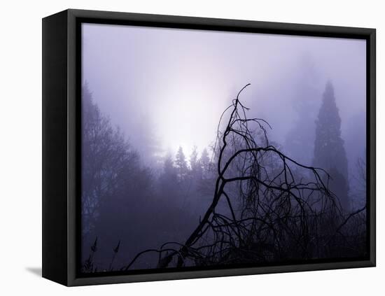 Foggy Day with Trees-Sharon Wish-Framed Premier Image Canvas