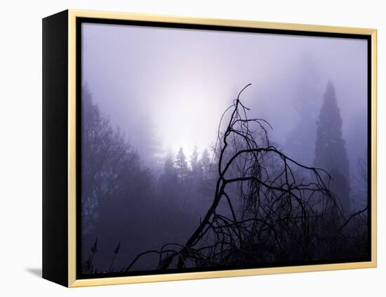 Foggy Day with Trees-Sharon Wish-Framed Premier Image Canvas