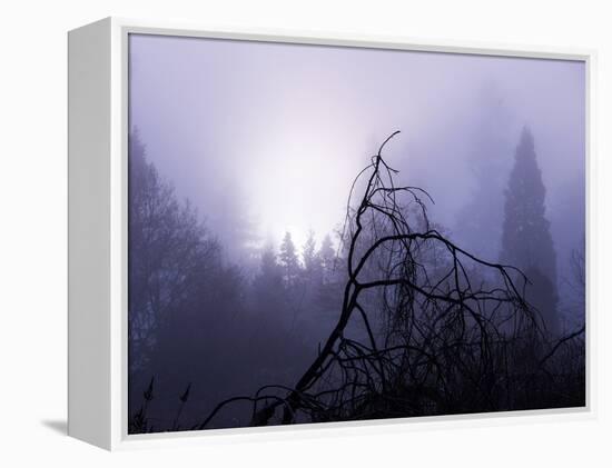 Foggy Day with Trees-Sharon Wish-Framed Premier Image Canvas