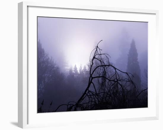 Foggy Day with Trees-Sharon Wish-Framed Photographic Print