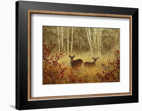 Foggy Deer-Chris Vest-Framed Art Print