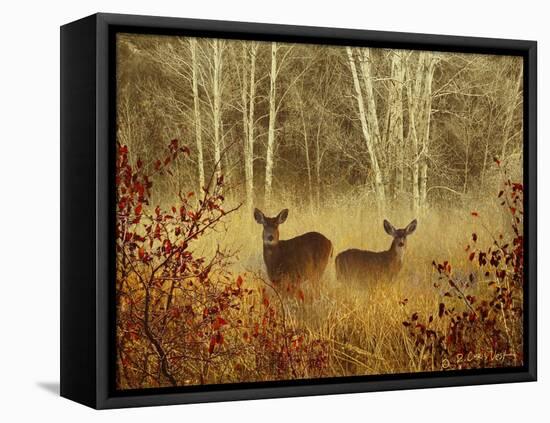 Foggy Deer-Chris Vest-Framed Stretched Canvas