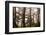 Foggy forest scene, Tongass National Forest, Alaska-Mark A Johnson-Framed Photographic Print