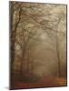 Foggy Forest-Peter Polter-Mounted Photographic Print