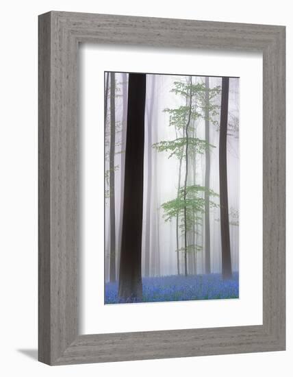 foggy forest ....-Piet Haaksma-Framed Photographic Print