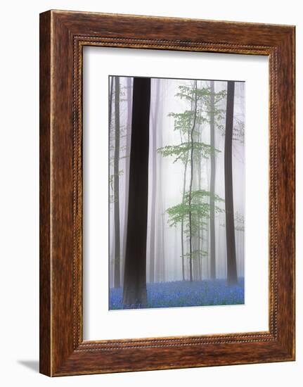 foggy forest ....-Piet Haaksma-Framed Photographic Print