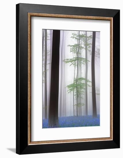 foggy forest ....-Piet Haaksma-Framed Photographic Print