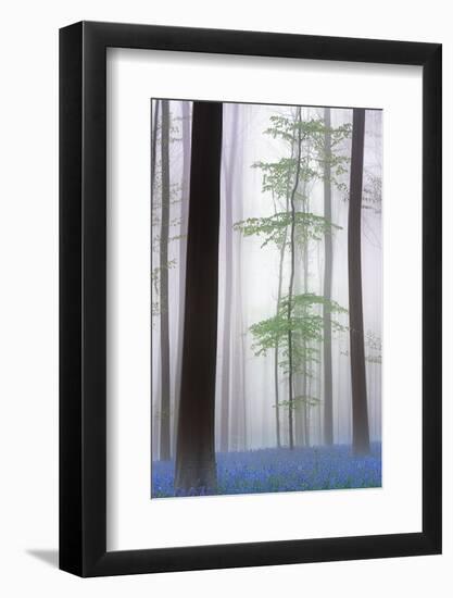 foggy forest ....-Piet Haaksma-Framed Photographic Print