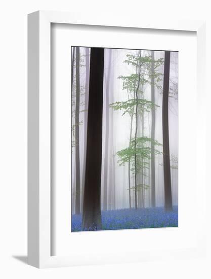 foggy forest ....-Piet Haaksma-Framed Photographic Print