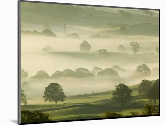 Foggy Grassland-Ashley Cooper-Mounted Photographic Print