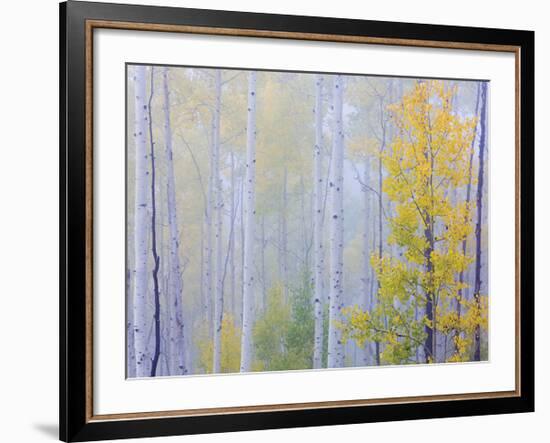 Foggy Morning Aspen I-Don Paulson-Framed Giclee Print