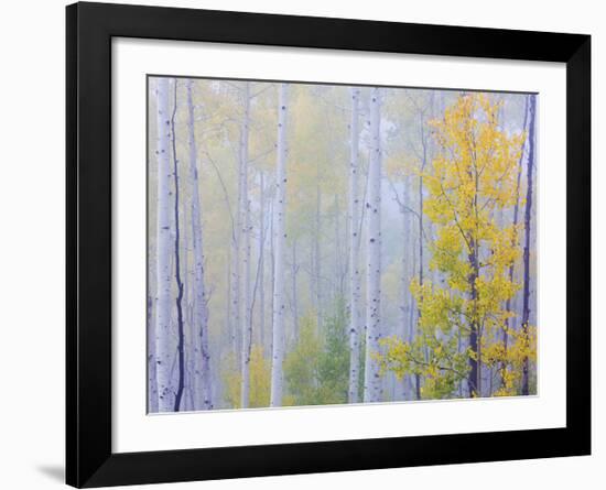 Foggy Morning Aspen I-Don Paulson-Framed Giclee Print