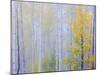 Foggy Morning Aspen I-Don Paulson-Mounted Giclee Print