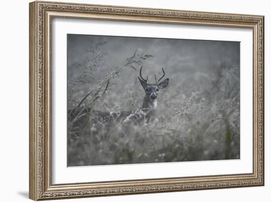 Foggy Morning Buck-Jai Johnson-Framed Giclee Print