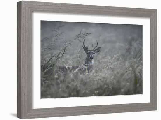 Foggy Morning Buck-Jai Johnson-Framed Giclee Print