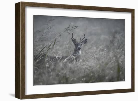 Foggy Morning Buck-Jai Johnson-Framed Giclee Print