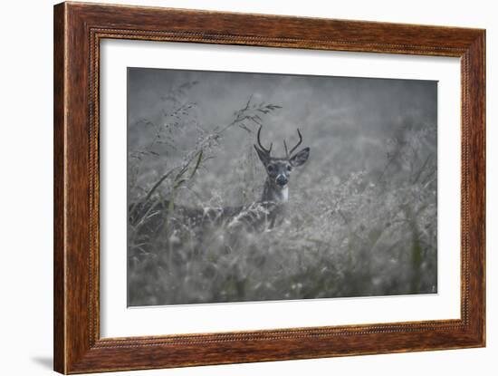 Foggy Morning Buck-Jai Johnson-Framed Giclee Print