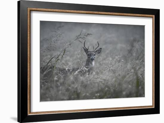 Foggy Morning Buck-Jai Johnson-Framed Giclee Print