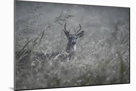 Foggy Morning Buck-Jai Johnson-Mounted Giclee Print