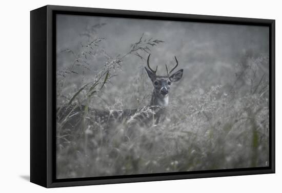 Foggy Morning Buck-Jai Johnson-Framed Premier Image Canvas