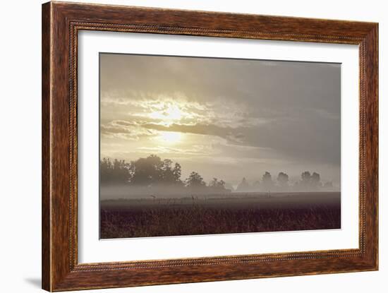 Foggy Morning I-Dana Styber-Framed Photographic Print