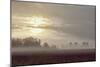 Foggy Morning I-Dana Styber-Mounted Photographic Print