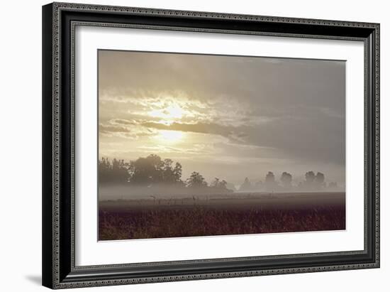 Foggy Morning I-Dana Styber-Framed Photographic Print