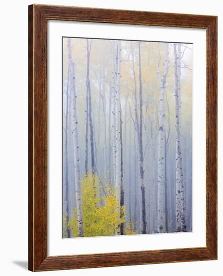 Foggy Morning in Aspen Forest I-Don Paulson-Framed Giclee Print