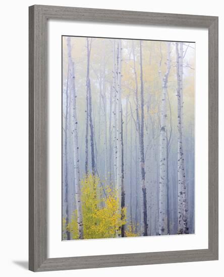 Foggy Morning in Aspen Forest I-Don Paulson-Framed Giclee Print