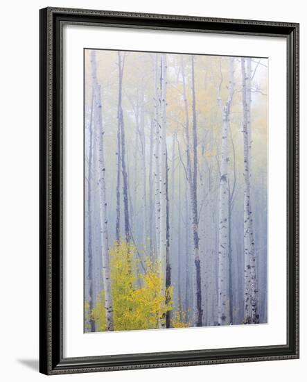 Foggy Morning in Aspen Forest I-Don Paulson-Framed Giclee Print