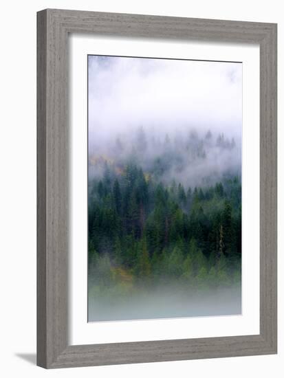 Foggy Morning In The Forest Of North Cascades National Park-Hannah Dewey-Framed Photographic Print