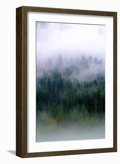 Foggy Morning In The Forest Of North Cascades National Park-Hannah Dewey-Framed Photographic Print