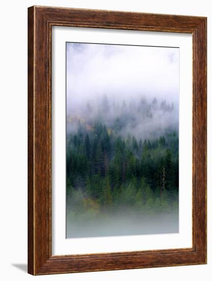 Foggy Morning In The Forest Of North Cascades National Park-Hannah Dewey-Framed Photographic Print