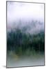 Foggy Morning In The Forest Of North Cascades National Park-Hannah Dewey-Mounted Photographic Print
