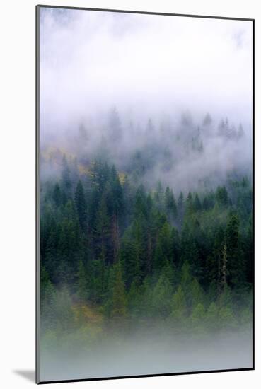 Foggy Morning In The Forest Of North Cascades National Park-Hannah Dewey-Mounted Photographic Print