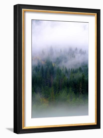 Foggy Morning In The Forest Of North Cascades National Park-Hannah Dewey-Framed Photographic Print