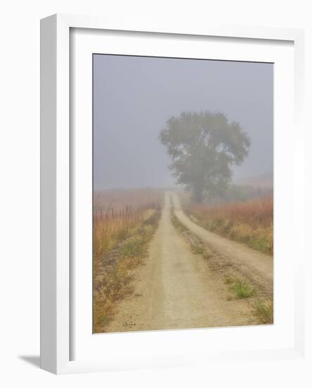 Foggy morning on a Kansas backroad-Michael Scheufler-Framed Photographic Print