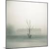 Foggy Morning Scene with Barn-Kevin Cruff-Mounted Photographic Print