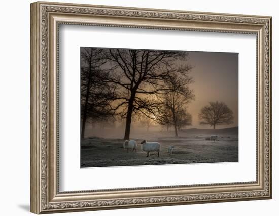 Foggy Morning-Piet Haaksma-Framed Photographic Print