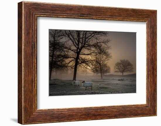 Foggy Morning-Piet Haaksma-Framed Photographic Print