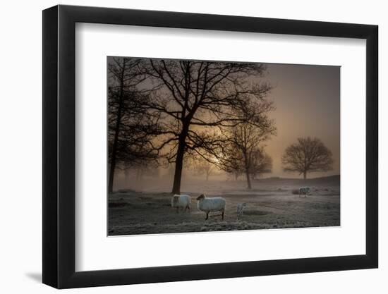 Foggy Morning-Piet Haaksma-Framed Photographic Print