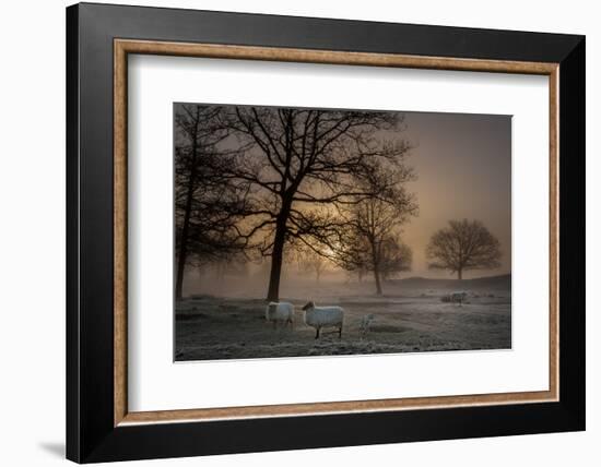 Foggy Morning-Piet Haaksma-Framed Photographic Print