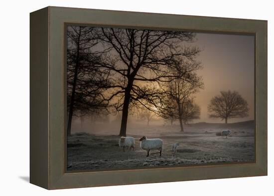 Foggy Morning-Piet Haaksma-Framed Premier Image Canvas