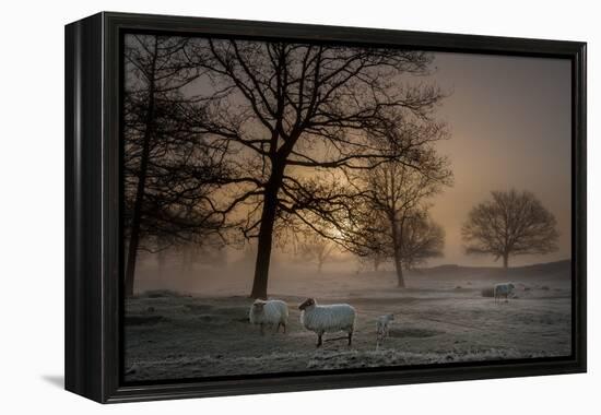 Foggy Morning-Piet Haaksma-Framed Premier Image Canvas