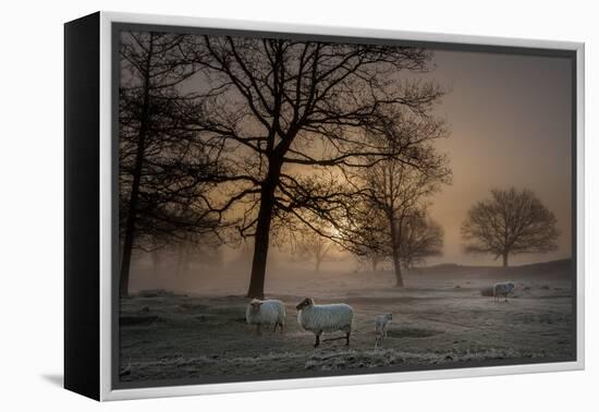 Foggy Morning-Piet Haaksma-Framed Premier Image Canvas