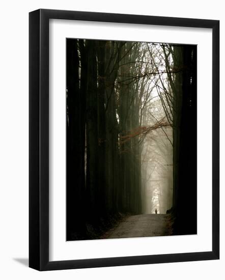 Foggy Path with Trees-Guillaume Carels-Framed Photographic Print
